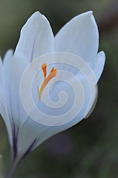 White crocus flowers. spring white flowers.Floral delicate light background.Crocus flower close-up on blurred green