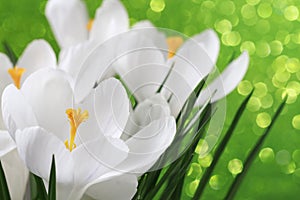 White crocus flowers