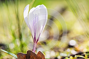 White crocus growing outside