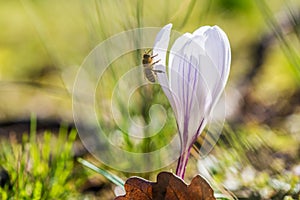 White crocus growing outside