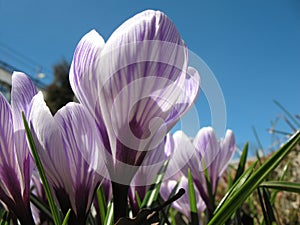 White crocus with purple veins