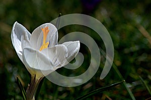 White crocus in spring with low viewpoint.