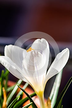 White Crocus vernus flower in natural light