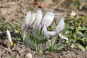 White Crocus vernus flowers in garden