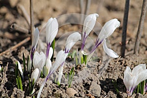 White Crocus vernus flowers in garden