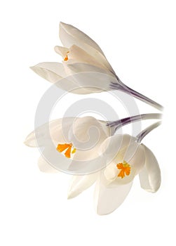White crocuses