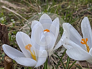 White crocuses blooming in a meadow near the forest in early spring. In close-up