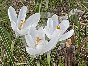 White crocuses blooming in a meadow near the forest in early spring. In close-up