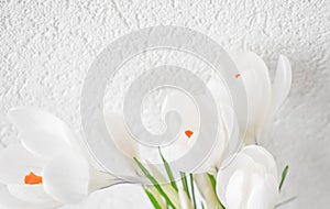 White crocuses close-up