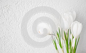 White crocuses close-up