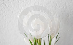 White crocuses close-up