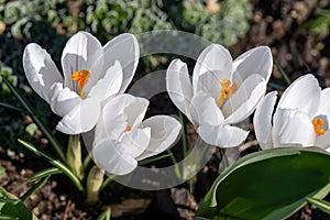 White crocuses, croci flowering with the first spring sun in February. Opened white crocus with yellow pistils