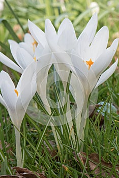 White crocuses, Crocus vernus Balkan White, flowering in a lawn