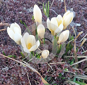 White crocuses in early sprin photo