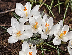 White crocuses germinate in the spring in the garden. Symbol of