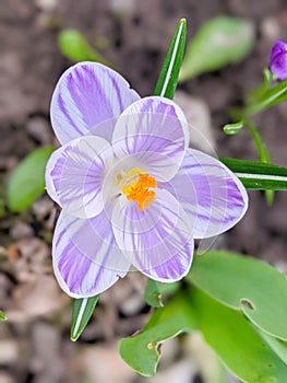 White crocuses growing on the ground in early spring. First spring flowers blooming in garden. Spring meadow full of