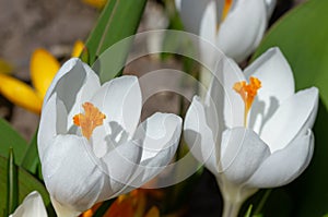 White crocuses macro