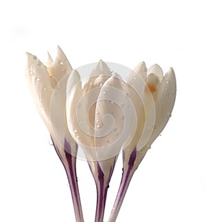White crocuses with rain drops