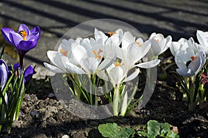 White crocuses in spring garden.