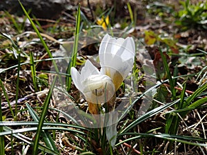 White crocuses close up