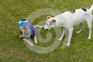 white cross-breed dog barkig on other dog which is wearing very strange and bad styled human clothes