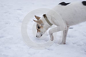 White cross-breed of hunting and northern dog seeking field mouse hole on the snow covered ground