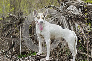 White cross-breed of hunting and northern dog standing on a root of fallen tree