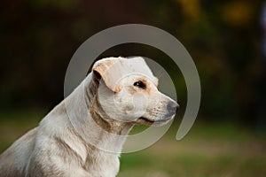 White crossbreed dog on a blure background