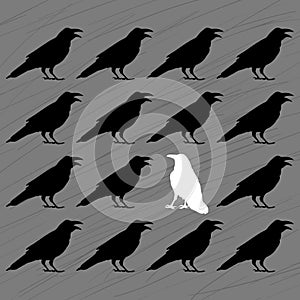 White crow among black crows