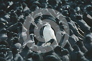 A white crow among many black crows
