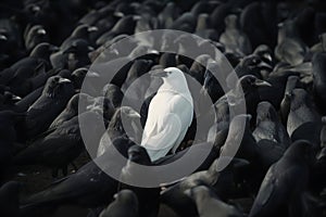 A white crow among many black crows