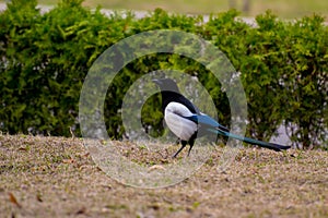 White crow walking on the grass