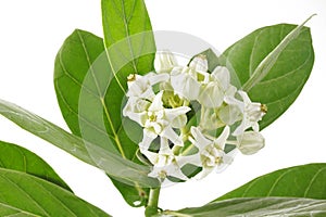 White crown flower