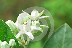 White Crown flower calotropis giantea on tree