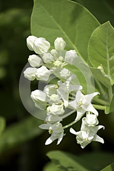 White  Crown Flower on natural green background