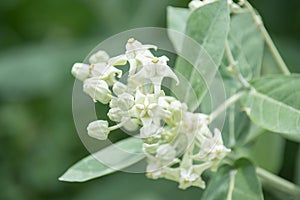 White crown flower