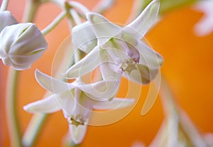 White crown flowers