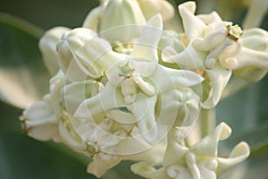 White Crown flowers (Calotropis giantea) ,Tropical flower photo