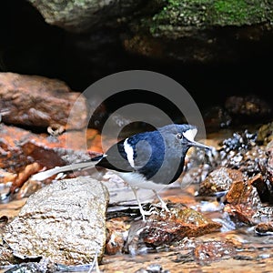 White-crowned Forktail