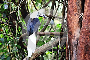 White-crowned hornbill