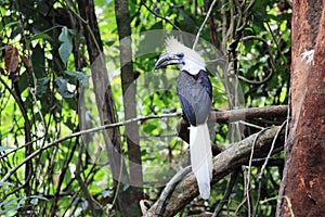 White-crowned hornbill