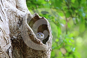 White-crowned hornbill