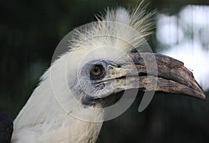 White-crowned hornbill