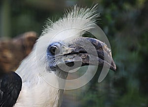 White-crowned hornbill