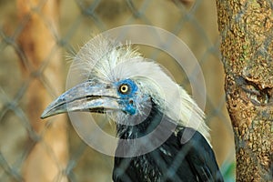 White Crowned Hornbill (Berenicornis comatus)-(Focus through the cage)