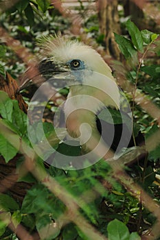 White-crowned Hornbill is in the cage.