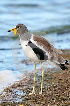 White-crowned Lapwing photo