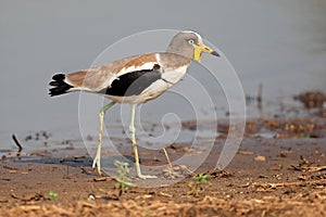 White-crowned lapwing