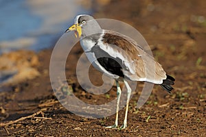 White-crowned lapwing - Kruger National Park