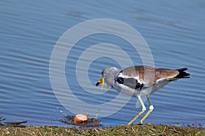 White-crowned lapwing (Plover) (Vanellus albiceps)